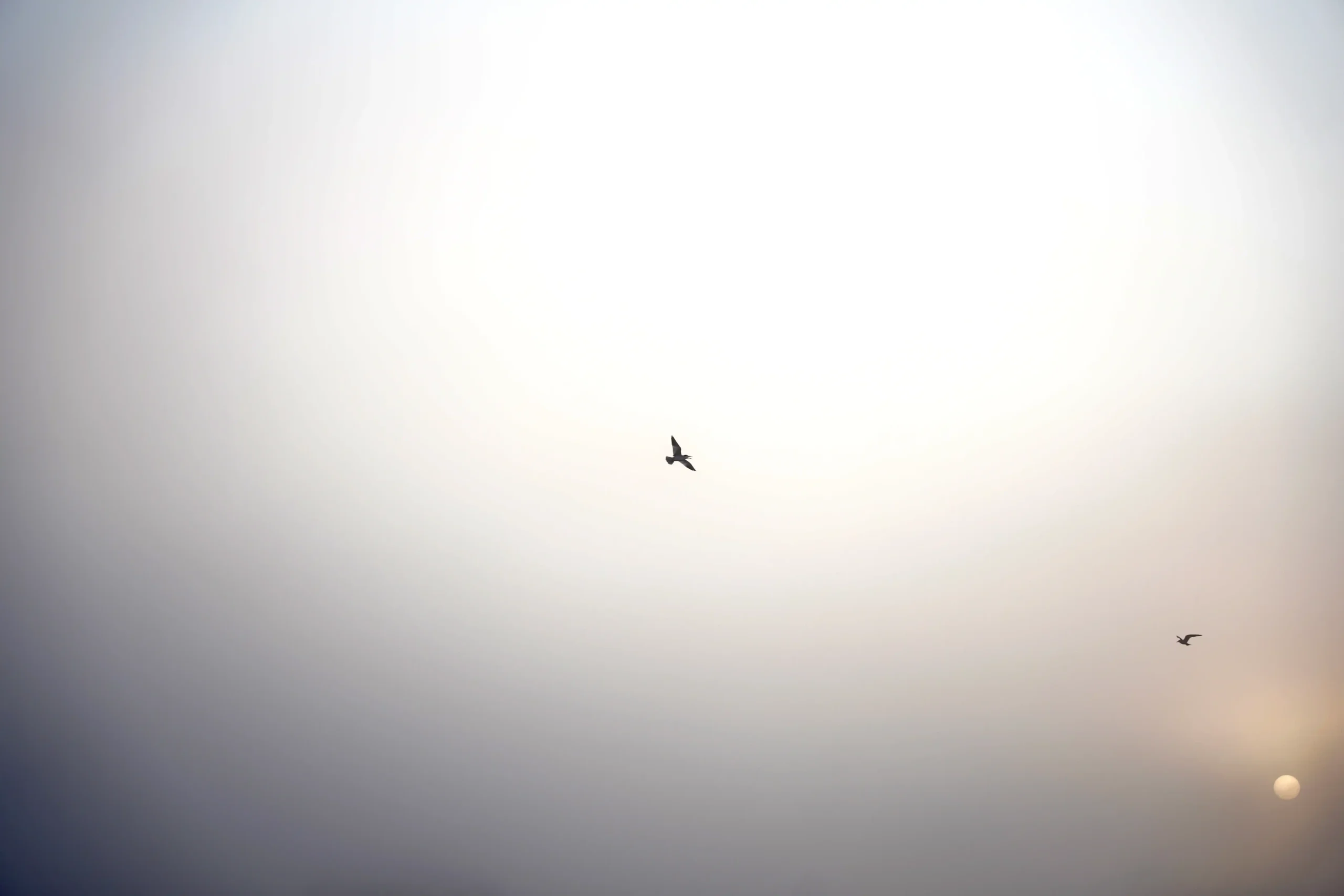 ave volando fondo blanco y gris de nubes con el sol opaco a la derecha