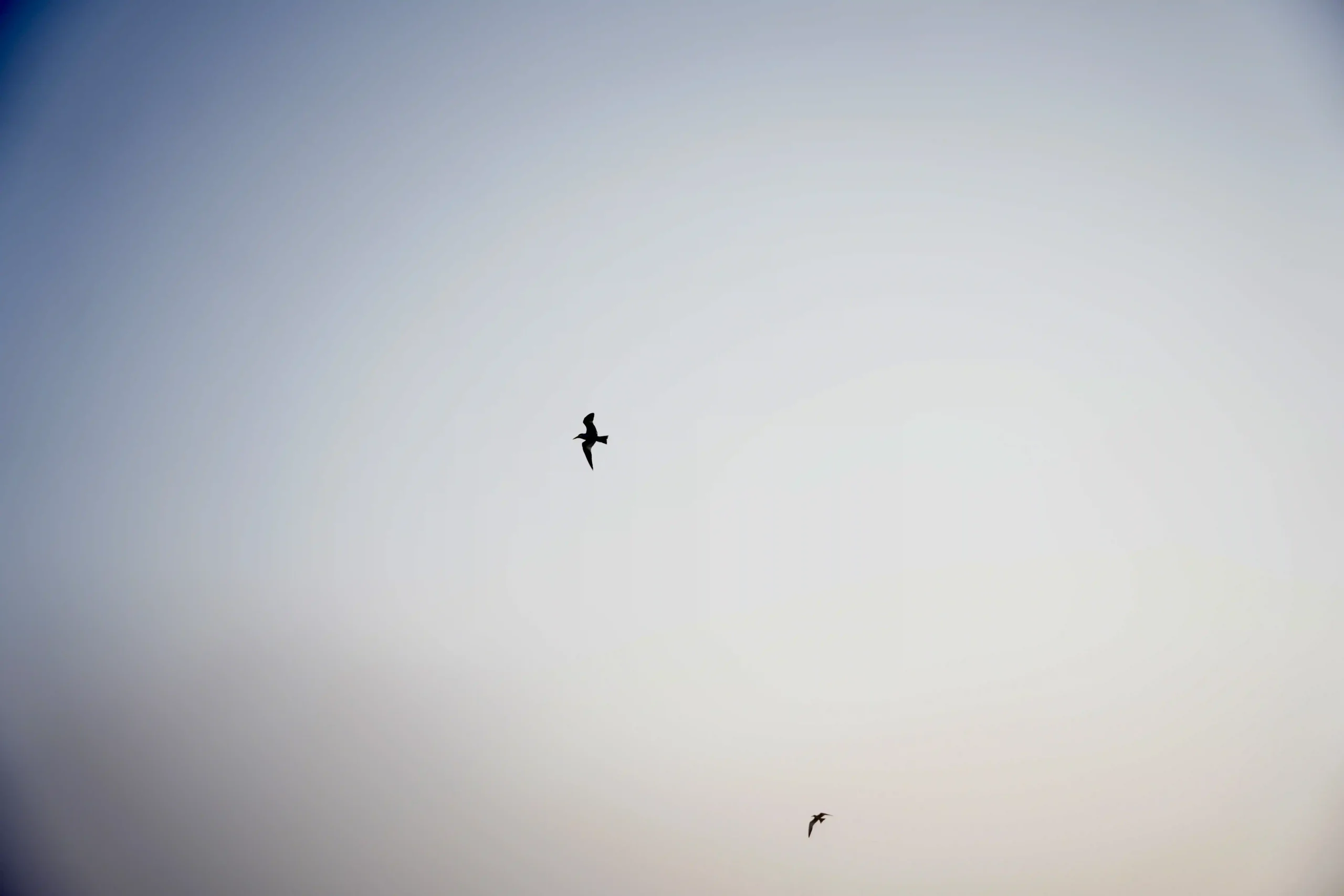 aves volando fondo blanco y gris de nubes