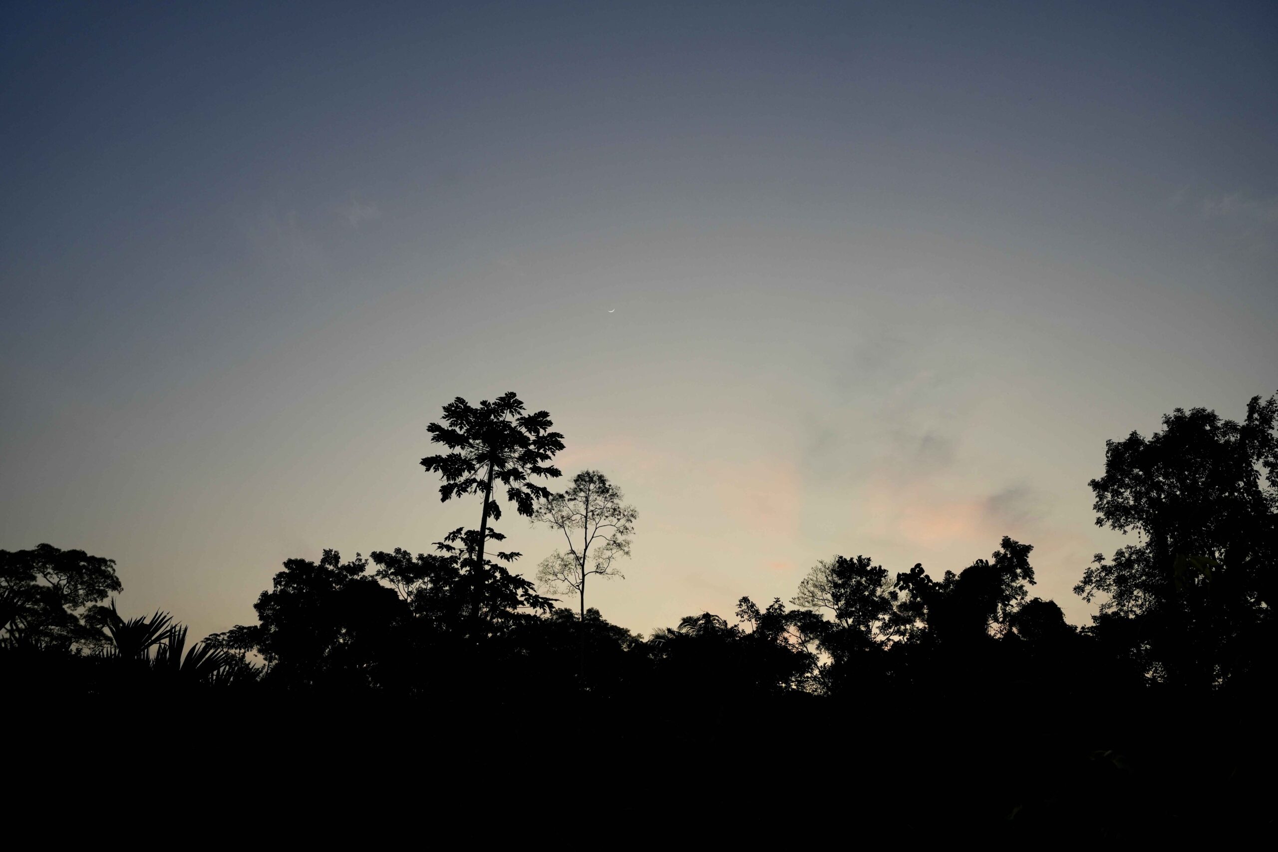 sombra de arboles al atardecer