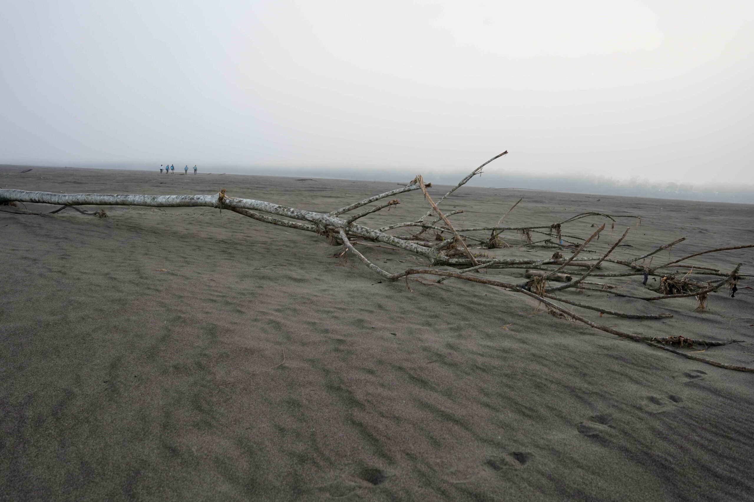 árbol caído en medio de un desierto con neblina