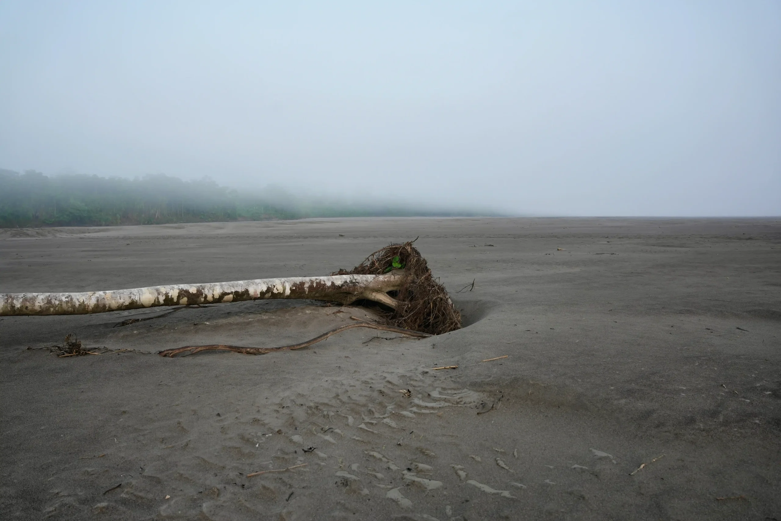 arbol caido en medio de un desierto con neblina