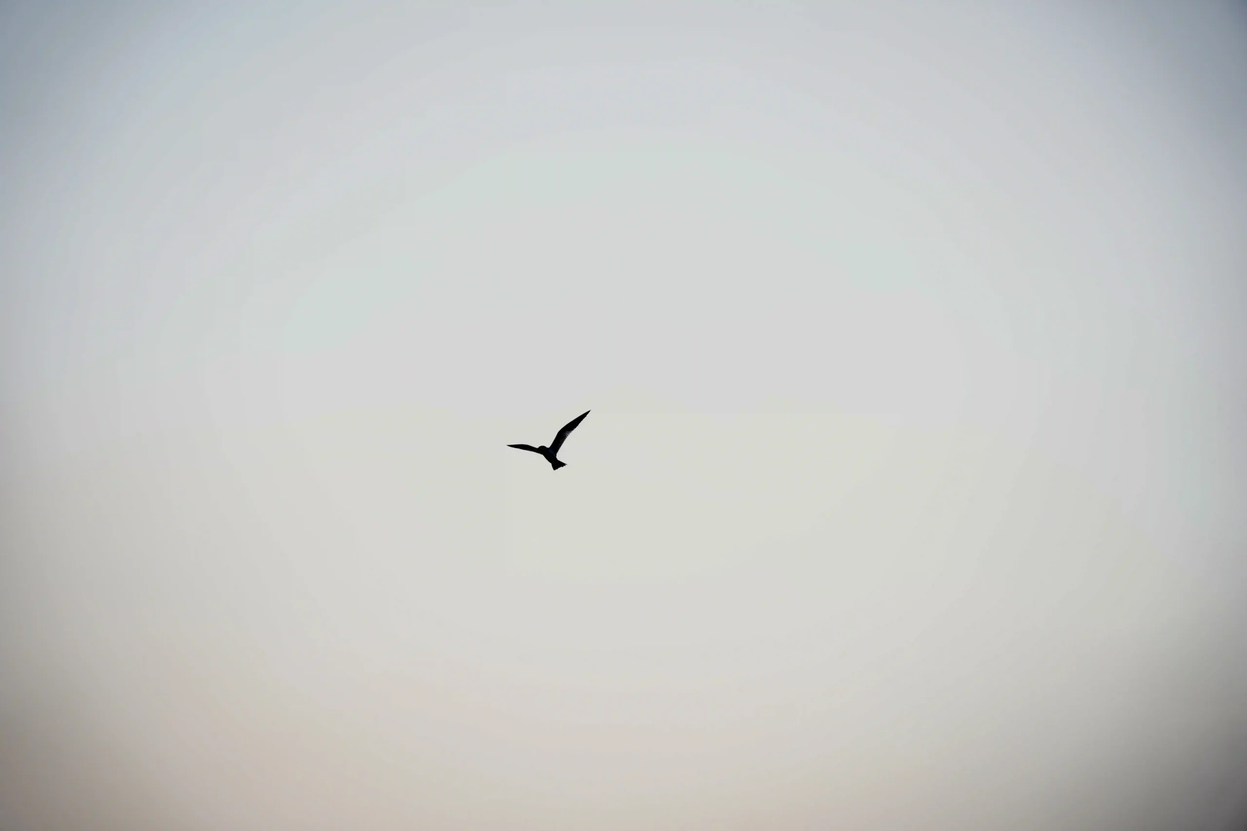 ave volando fondo blanco y gris de nubes