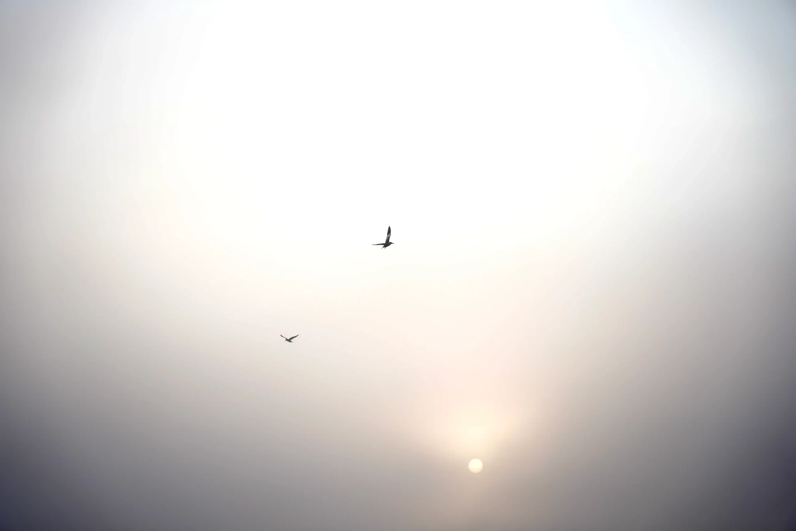 aves volando fondo blanco y gris de nubes