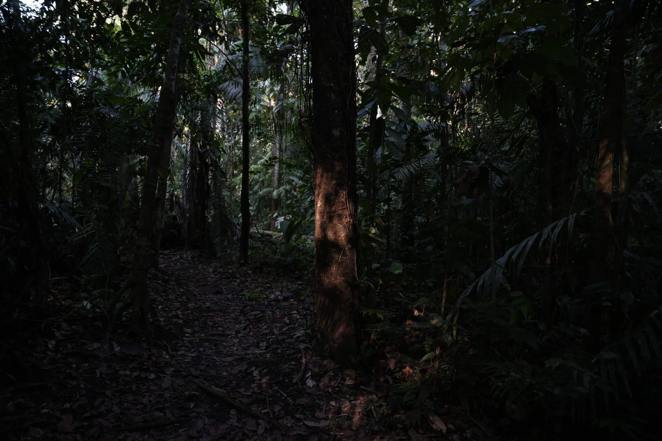 tronco arbol cafe