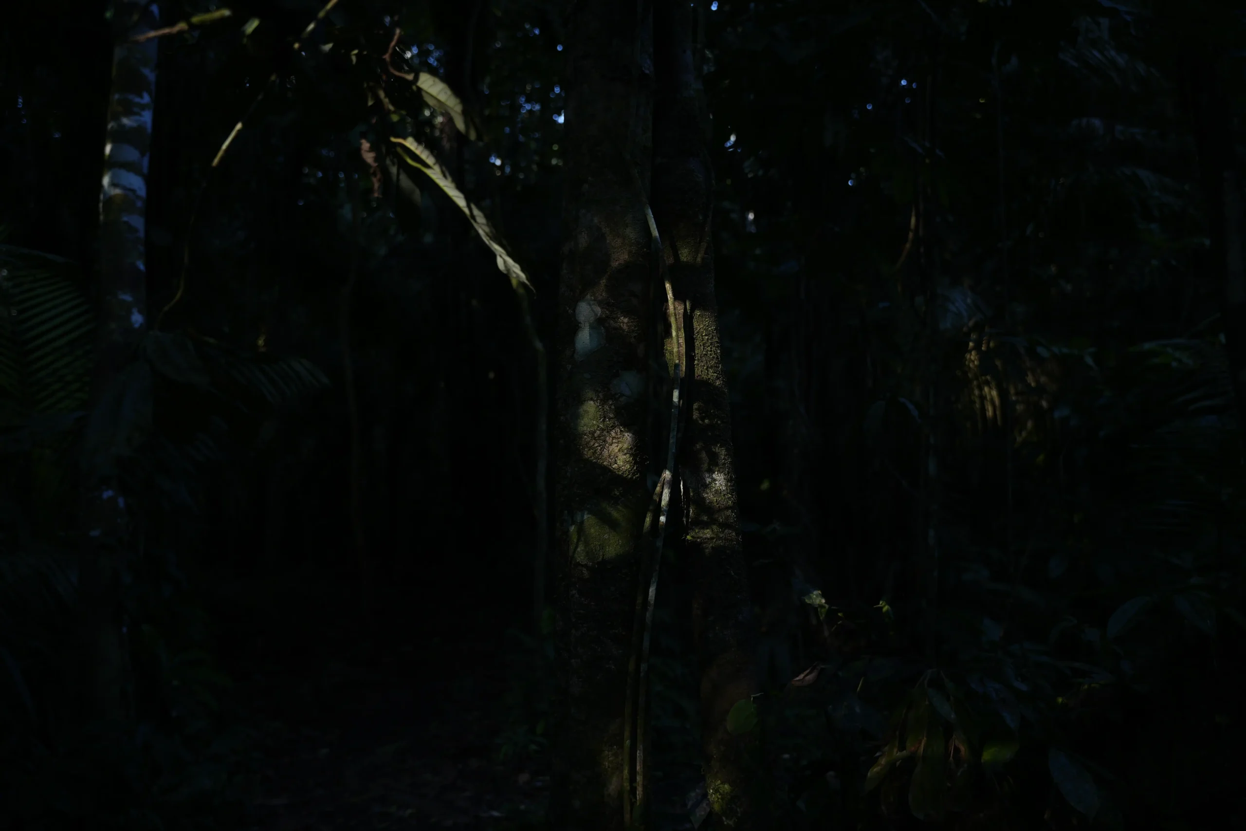 tronco arbol humedo