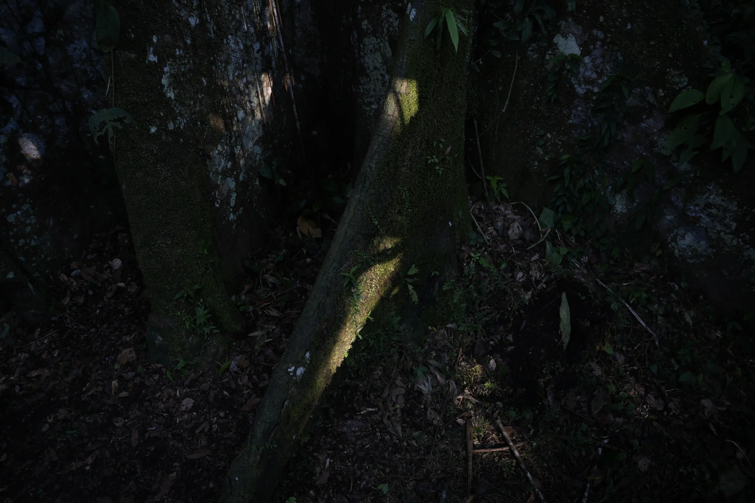 raices arbol