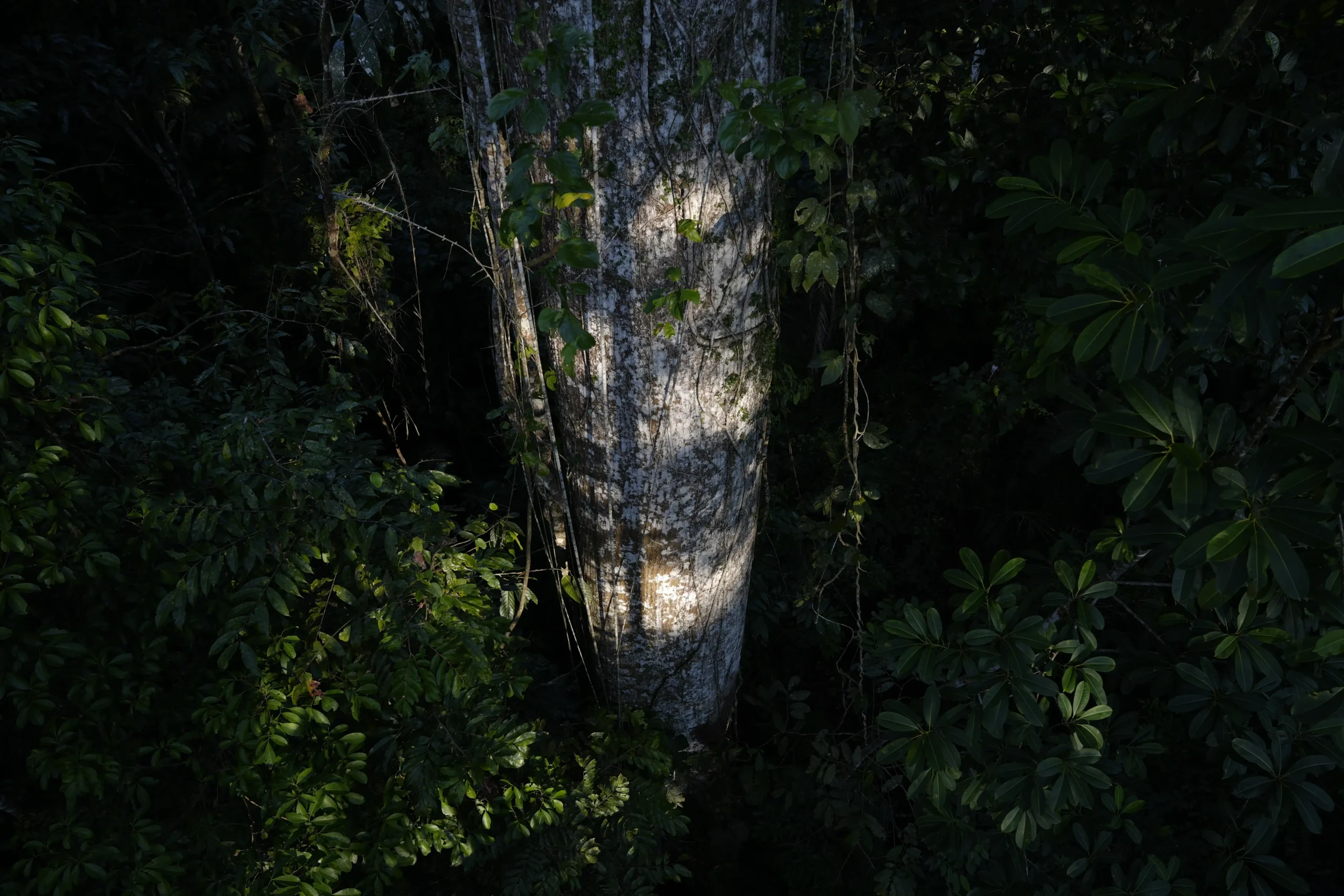 tronco arbol blanco