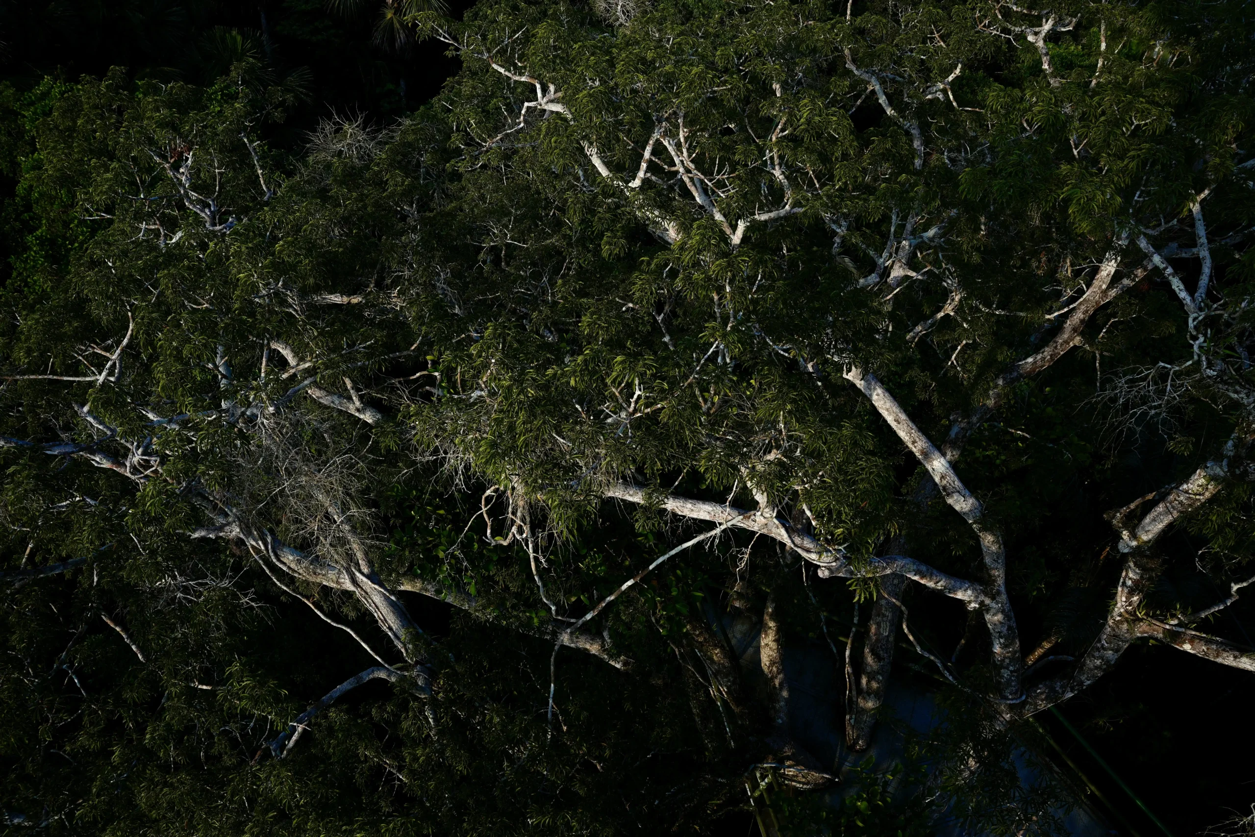 ramas arbol